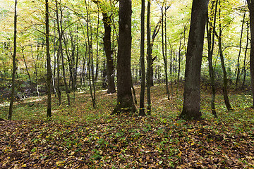 Image showing   forest. autumn season.