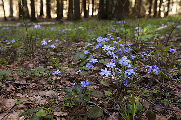 Image showing spring flowers .  forest