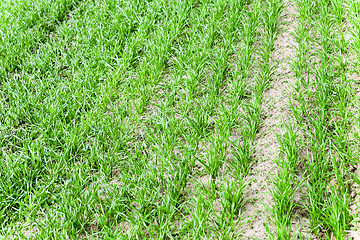 Image showing immature cereals . wheat