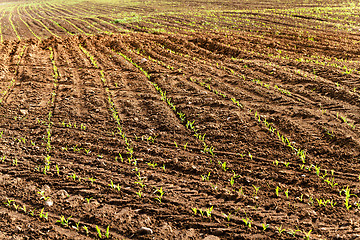 Image showing   Agricultural field .  corn