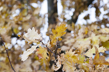 Image showing   trees in the autumn season 