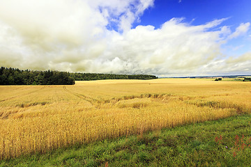 Image showing   Agricultural field . cereals