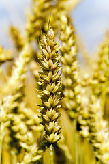 Image showing   grow ripe cereals