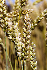 Image showing  harvest of cereals