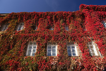 Image showing red ivy on a building  