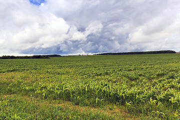 Image showing  green corn sprouted