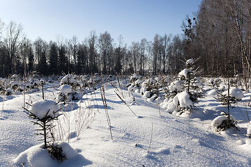 Image showing trees in winter  