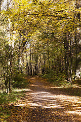 Image showing autumn forest . Belarus