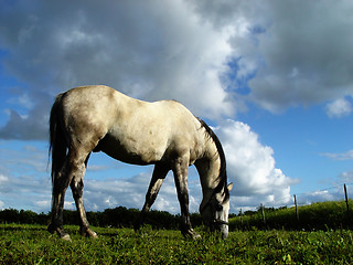 Image showing white horse browsing