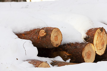 Image showing  winter season.   snow