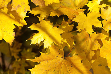 Image showing autumn leaves .  closeup  