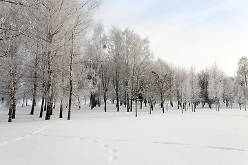 Image showing trees in winter 