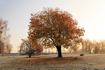 Image showing   autumn to winter