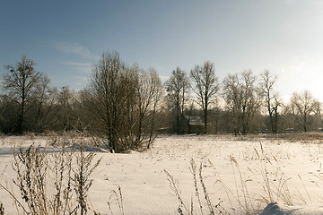 Image showing trees in winter  