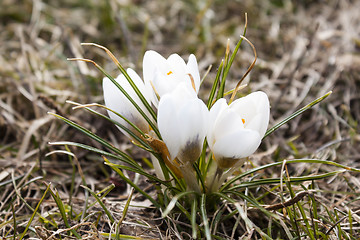 Image showing saffron white flowers  