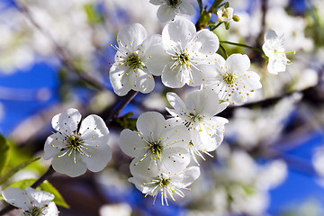 Image showing  Photo Cherry blossoms 