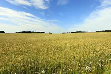 Image showing   unripe green grass  