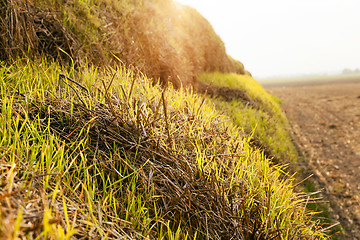 Image showing packed straw. cereals