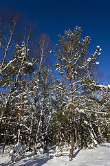 Image showing trees in winter  