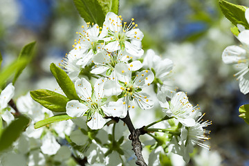 Image showing  Photo Cherry blossoms 
