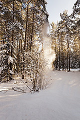 Image showing trees in winter  