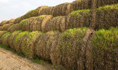 Image showing  unripe agricultural field   