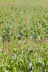 Image showing   Agricultural field .  immature corn