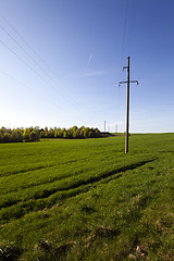 Image showing electric line in the   field  