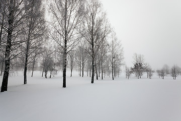 Image showing trees in winter  