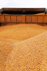 Image showing  heap of corn