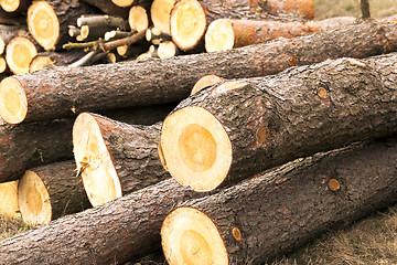 Image showing logging .  conifer tree