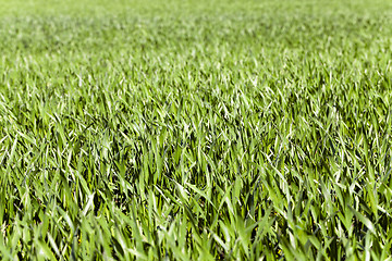 Image showing  green wheat sprout