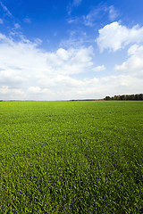 Image showing cereal field . Agricultural  