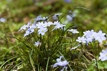 Image showing blue spring flowers 
