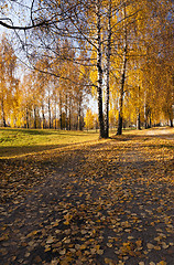 Image showing   park in autumn  