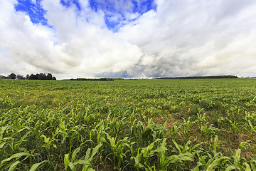 Image showing corn plants   on  field