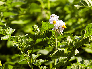 Image showing potato field  . Belarus