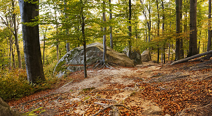 Image showing autumn beech forest 