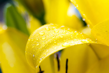 Image showing  yellow lily . spring