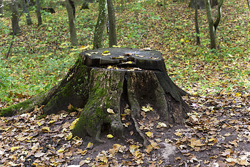 Image showing   autumn season. Forest  