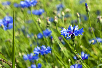 Image showing blue cornflower . spring