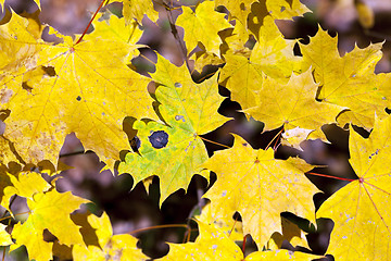 Image showing autumn leaves .  closeup  