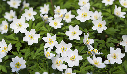 Image showing spring flowers . close-up