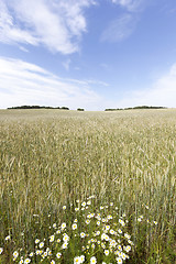 Image showing flowers in the field  