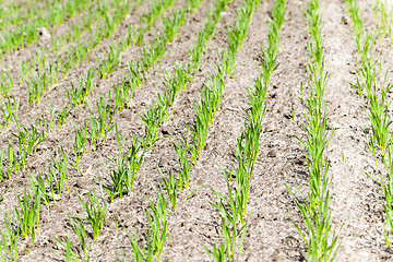 Image showing  unripe green grass grows