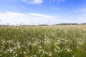 Image showing flowers in the field 