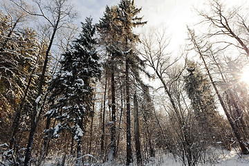 Image showing   trees in the winter 