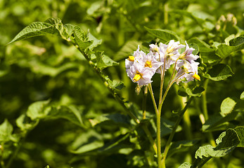 Image showing potato field  . Belarus