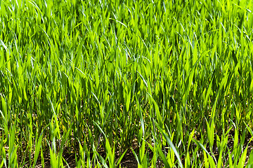 Image showing immature cereals . wheat