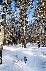 Image showing pine trees covered with snow  